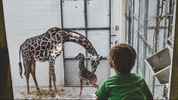 A giraffe unexpectedly gave birth right in front of zoo visitors | GET UPLIFTED