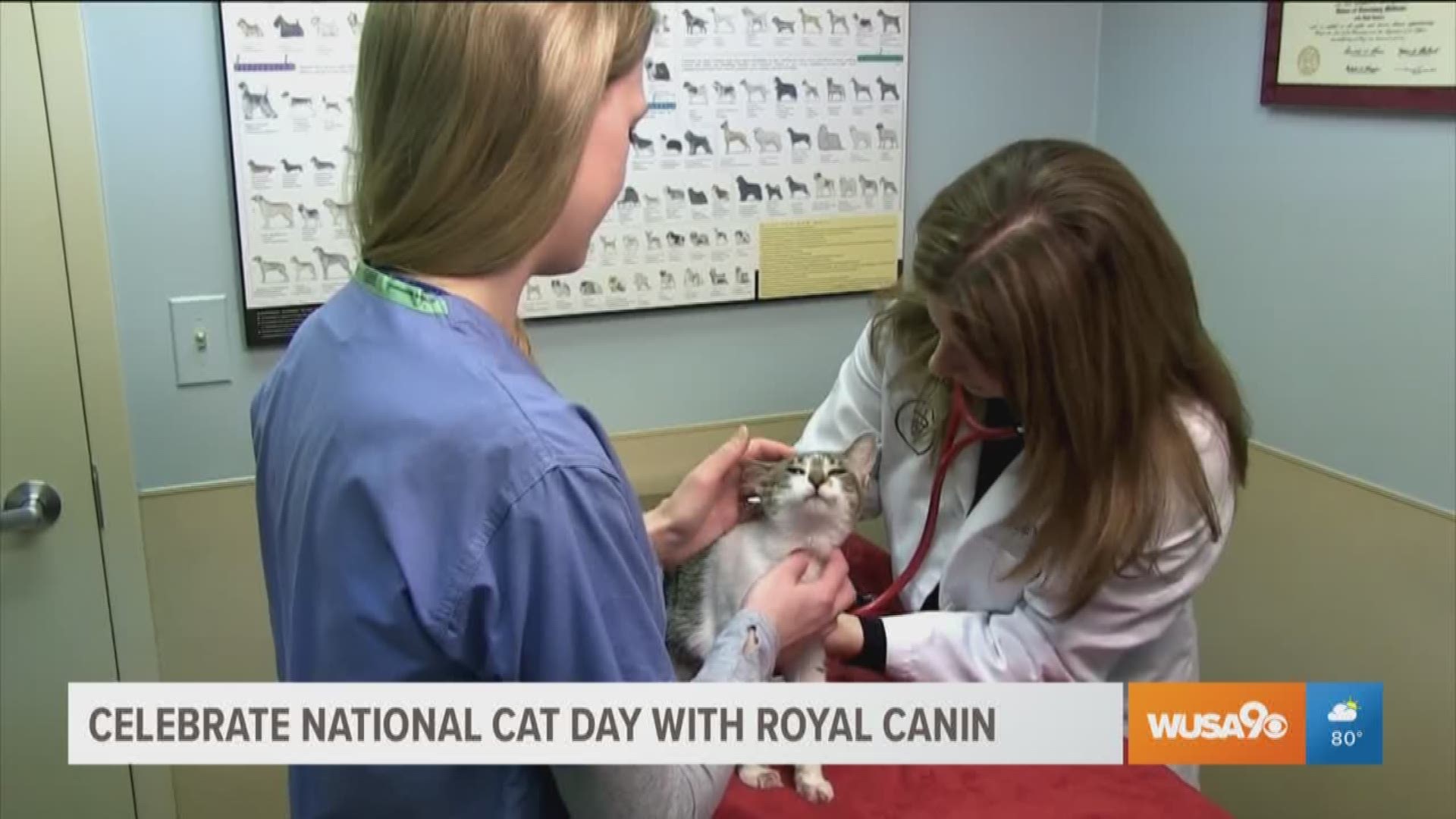 The following segment is sponsored by Royal Canin. August 22 is National Cat Day, so we have the top tips for you to take care of your furry friend from veterinarian, Dr. Natalie Marks.