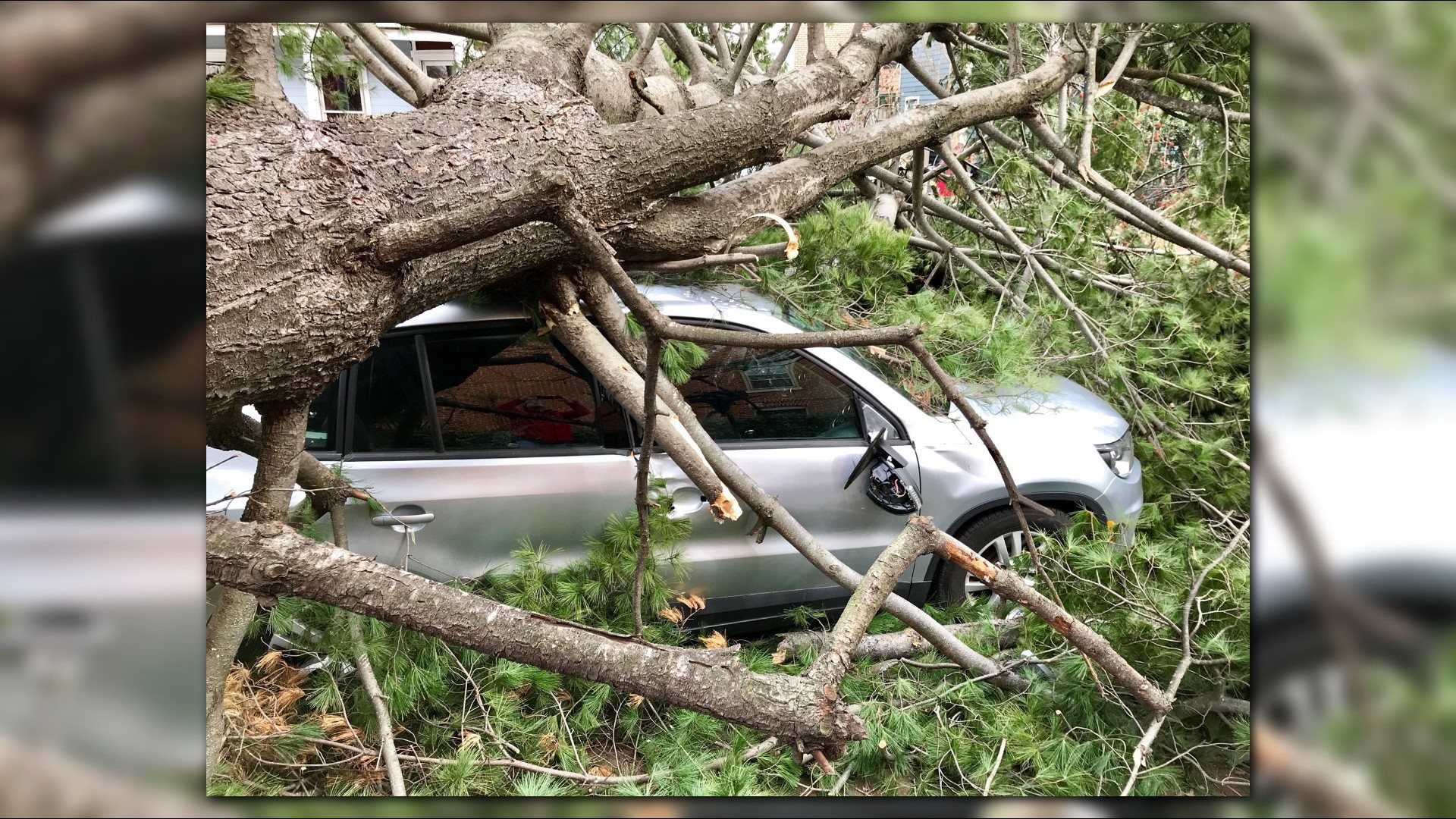 ‘Lucky to be alive’ | Family survives gigantic tree crashing into ...