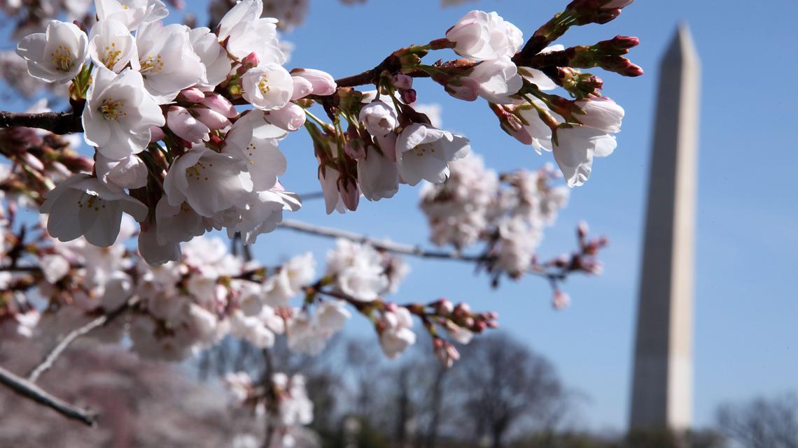 Brace for road closures for the Cherry Blossom 5K, 10 Miler this weekend