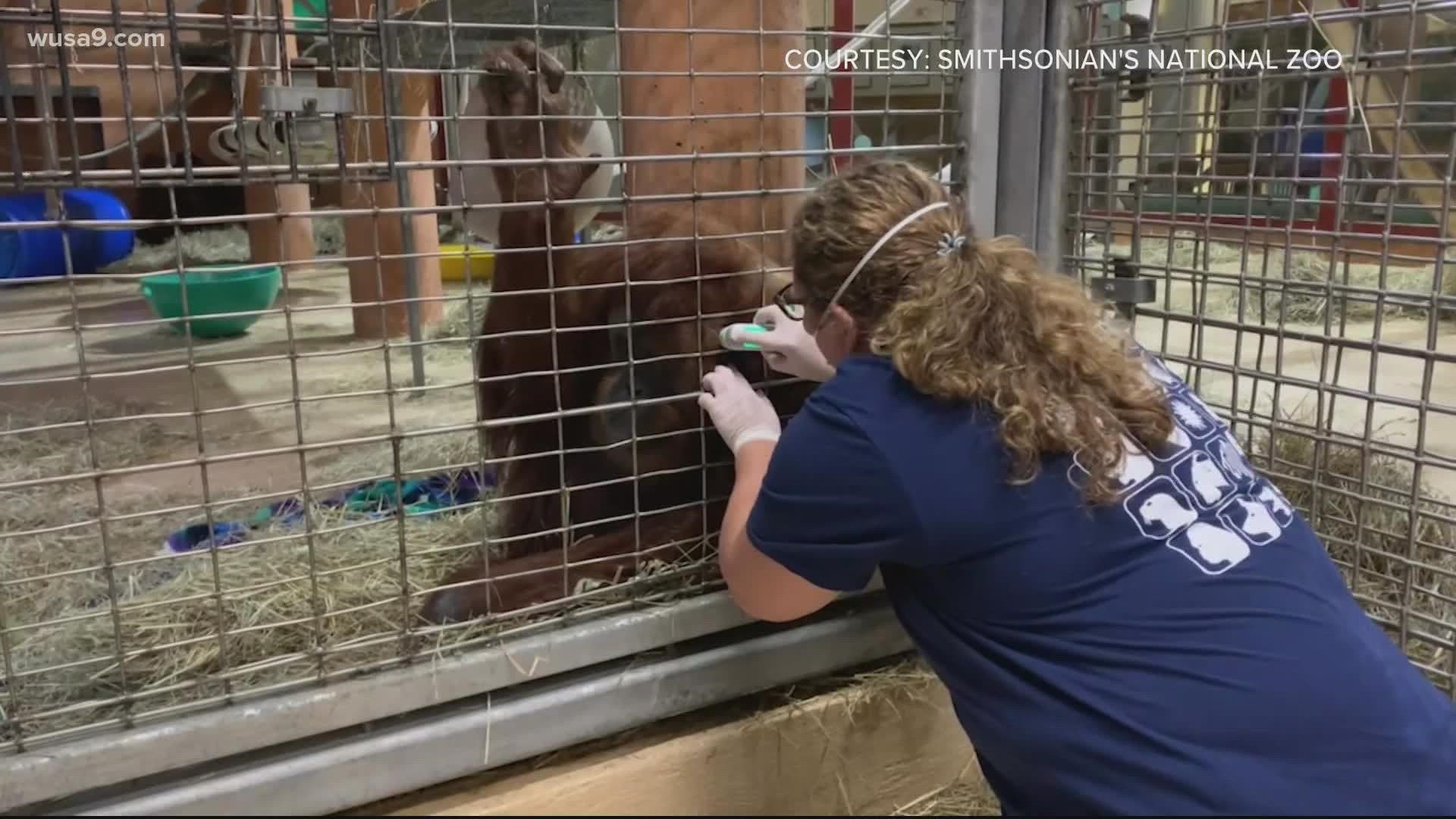 National Zoo continues efforts to vaccinate animals against COVID |  