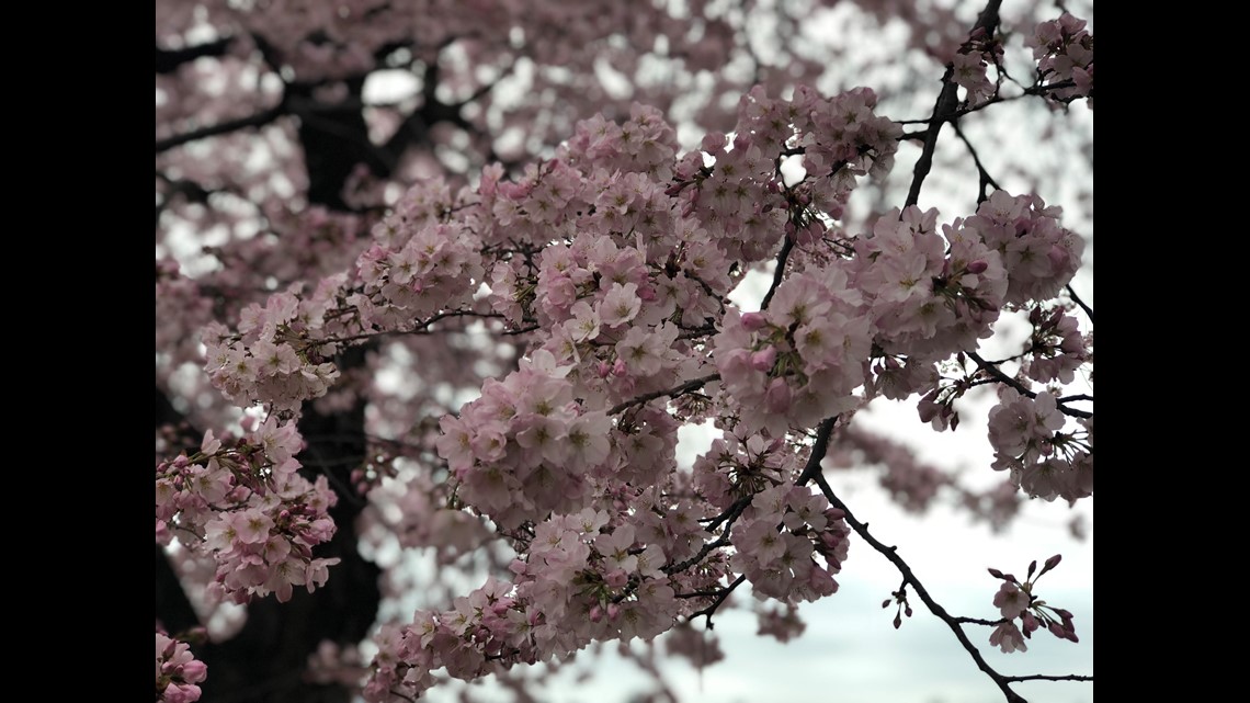 Spring Blooms at the National Cherry Blossom Festival – The Science Survey