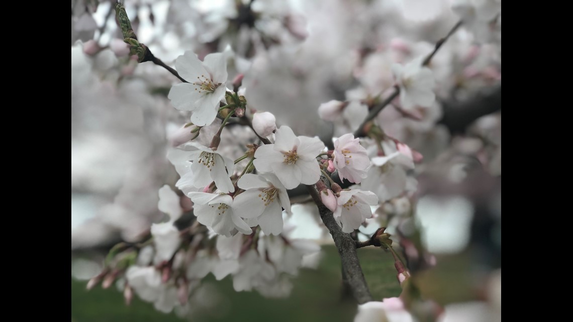 Spring Blooms at the National Cherry Blossom Festival – The Science Survey