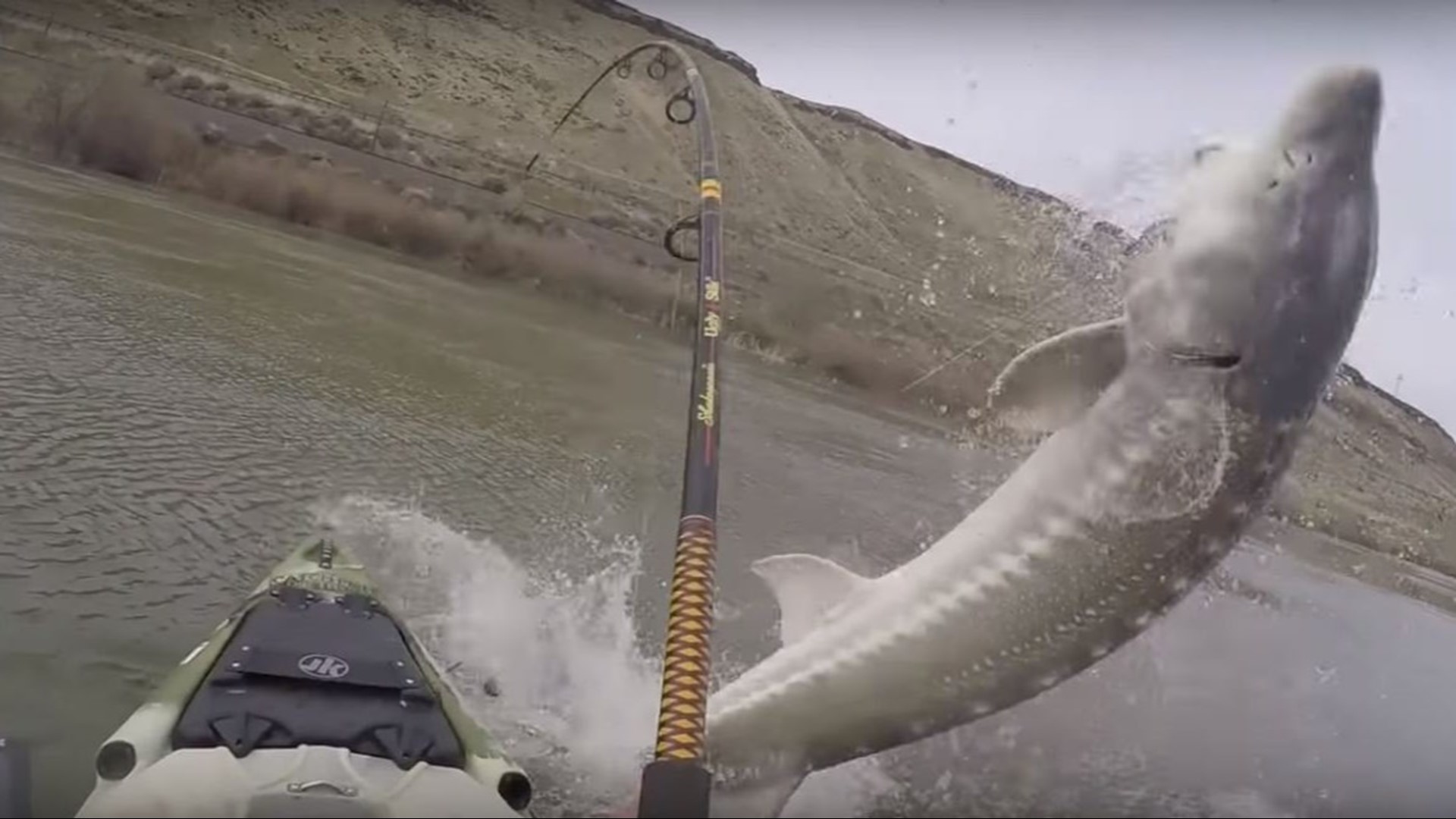 Steve Carroll - who also goes by nickname "Sturgeon Steve" - posted a video on YouTube showing the amazing encounter.