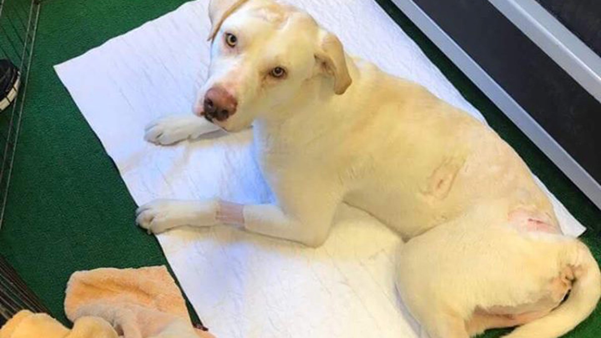 Trooper, the dog left for dead, is on the road to recovery | wusa9.com
