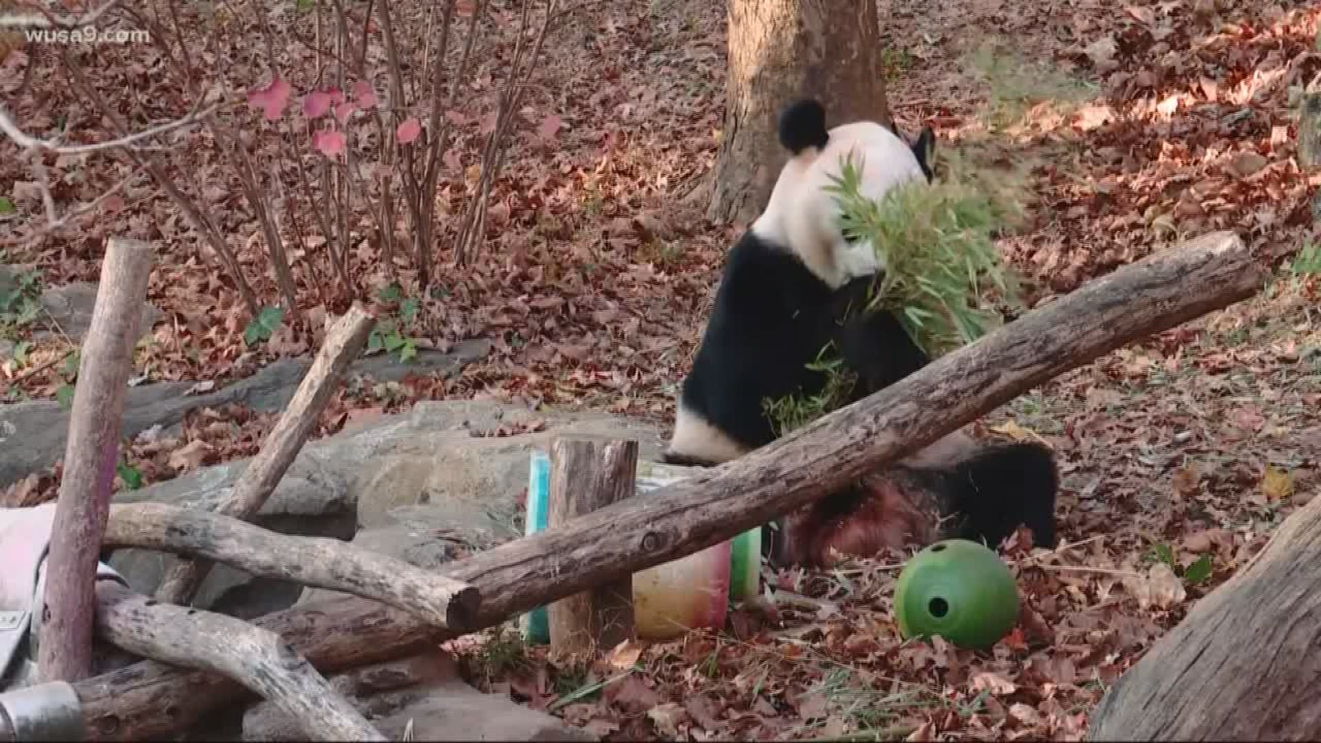 Bei Bei heads to China Tuesday, but there's still time to say goodbye.
