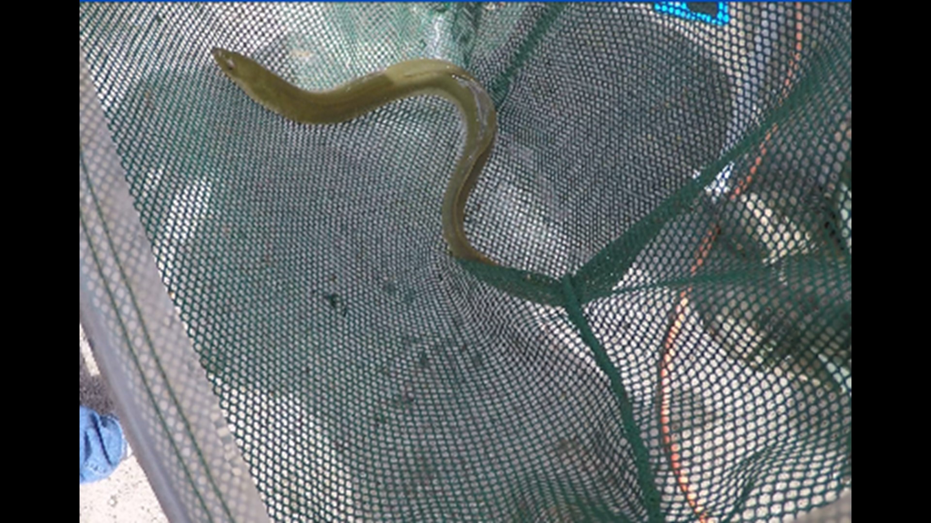 Scientists Are Making A Way For Eels Along The Potomac 