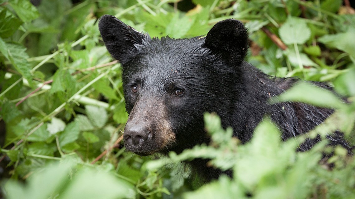 Black bear sightings in Ashburn, Virginia 