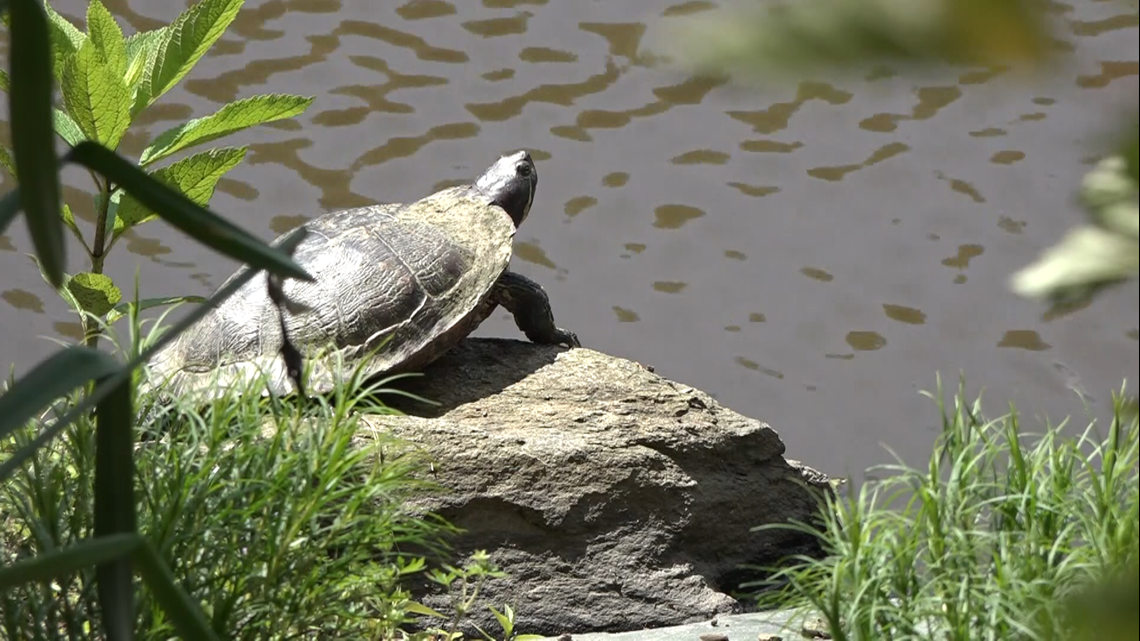 #WorldTurtleDay: 11 things you didn't know about turtles in the DMV ...