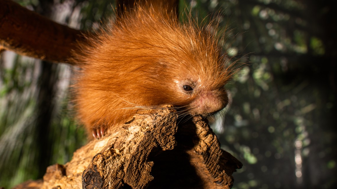 Baby porcupine born at National Zoo