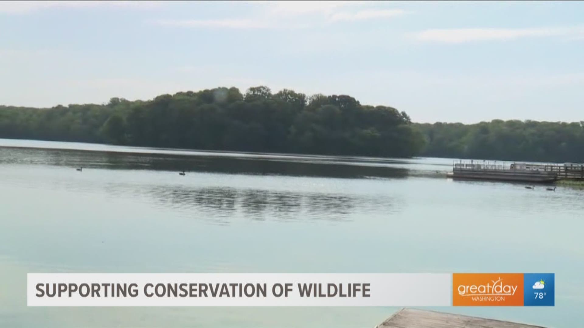 We explore how to help wildlife conservation on a local level at Burke Lake Park in Fairfax County.