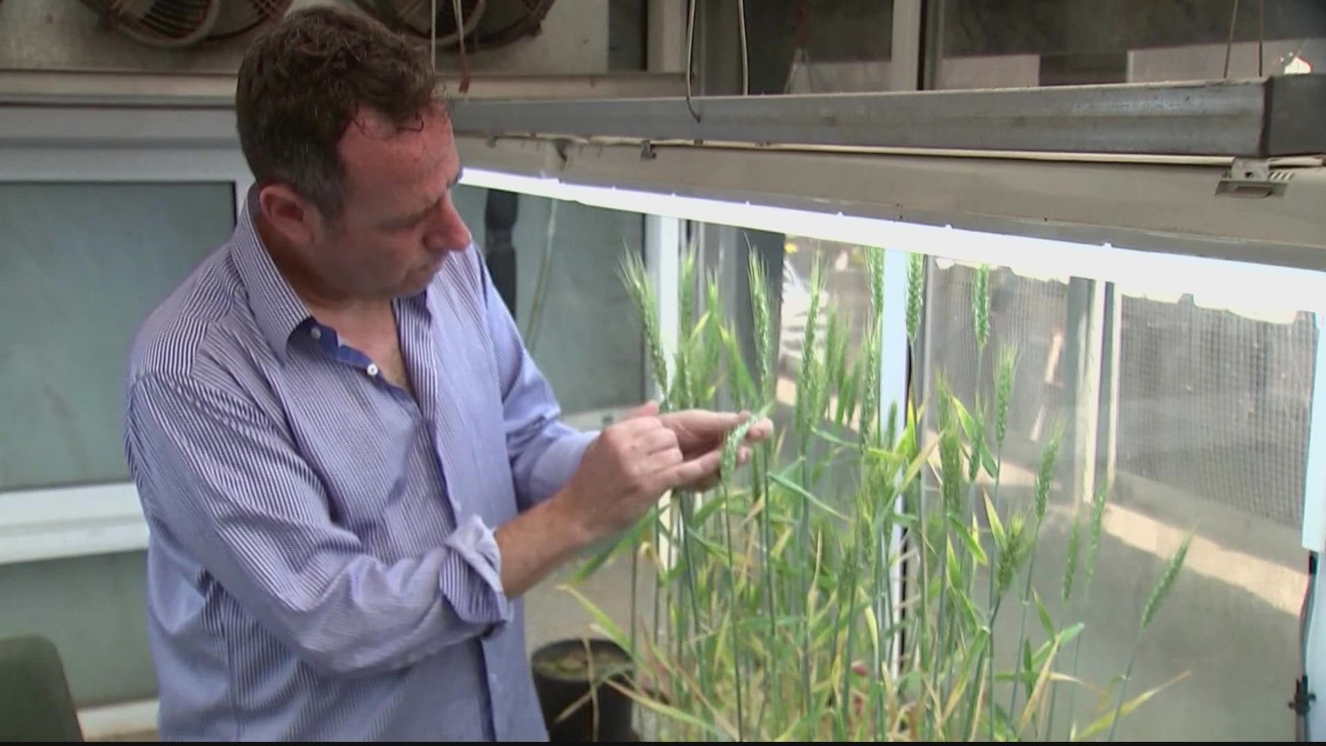 Israeli scientists are turning to DNA from crops to keep food on the table.