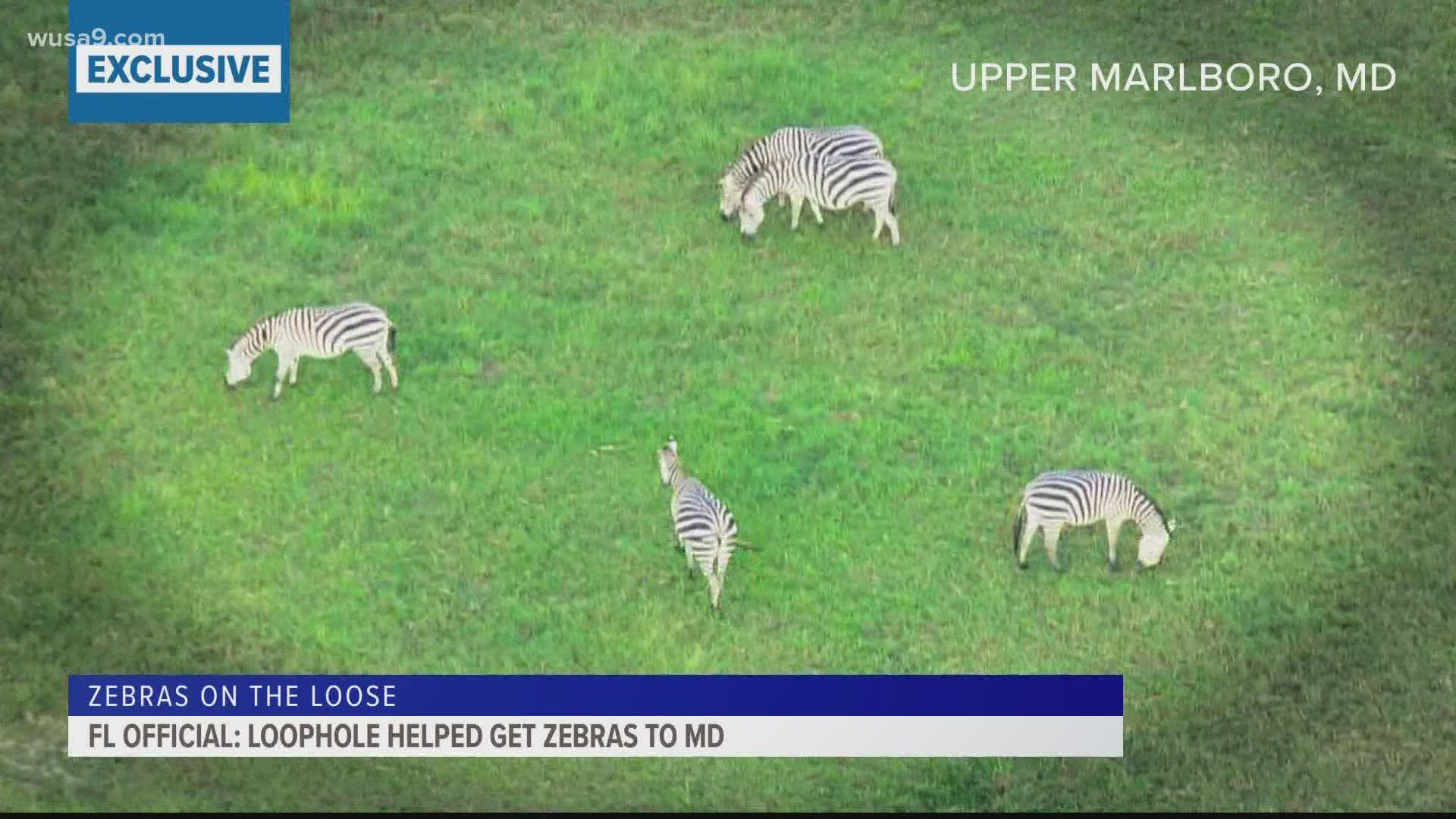 Florida looks to close loopholes in state wildlife regulations that may  have contributed to Maryland zebra fiasco 