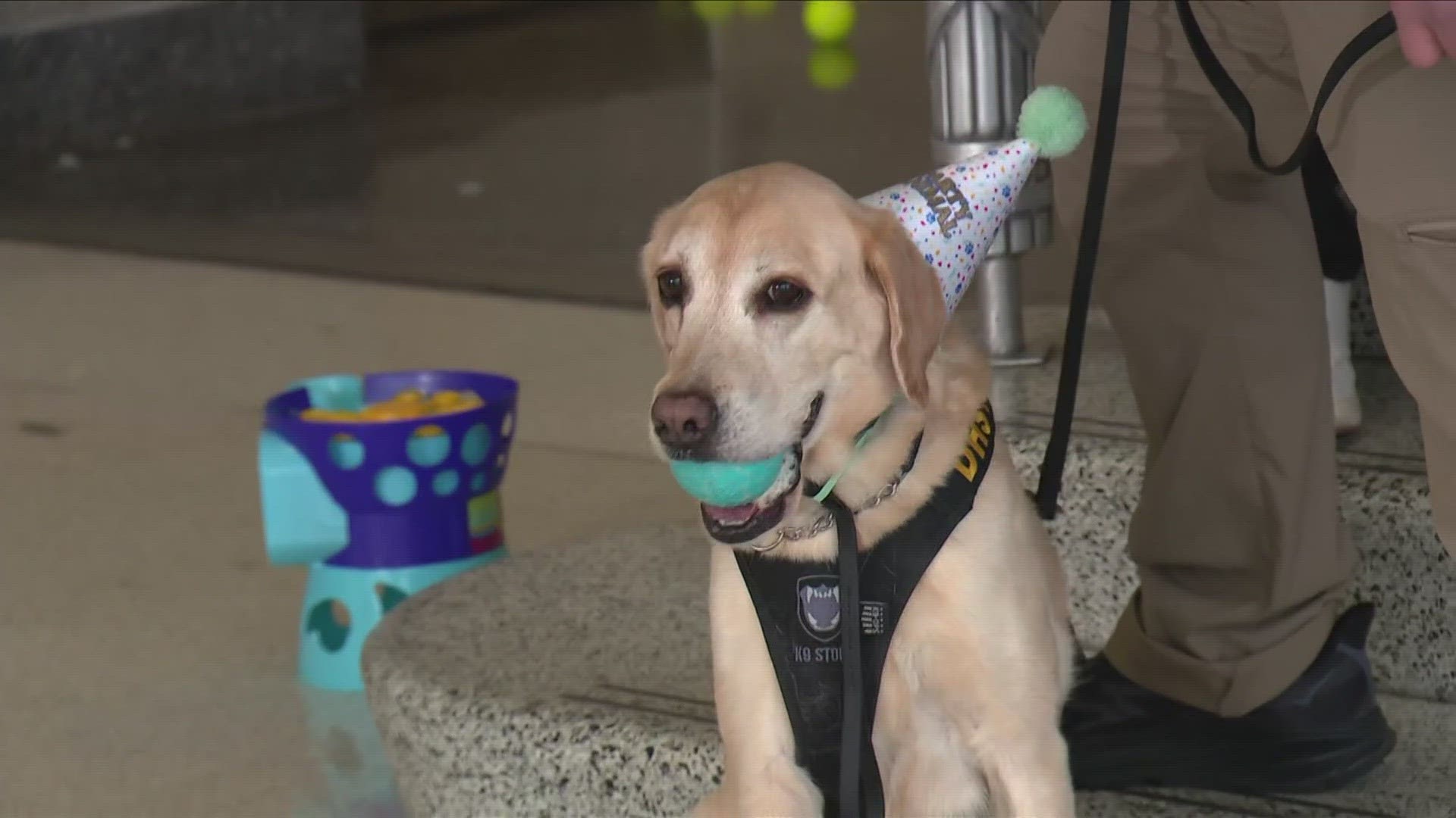 Messi, an 8-year-old yellow Labrador Retriever Transportation Security Administration worker, is officially retiring from Reagan National Airport.