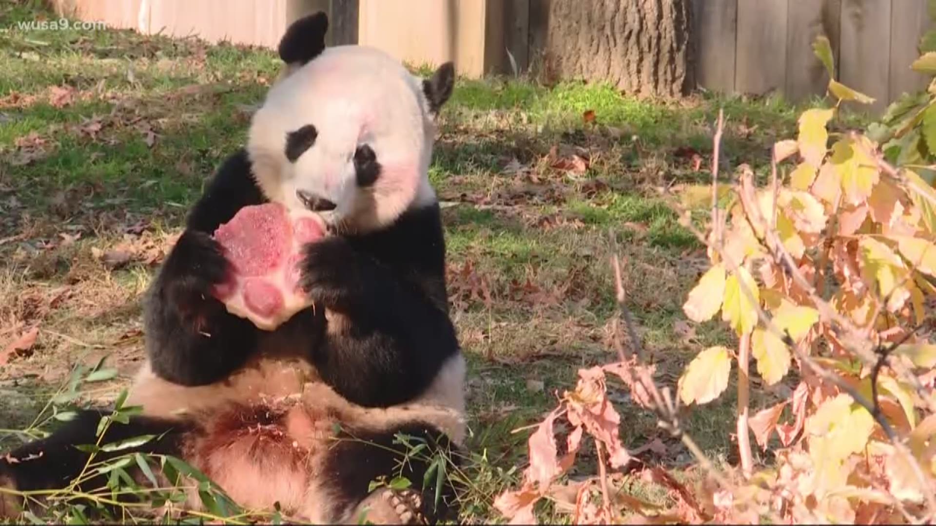 After a week-long farewell celebration, Bei Bei the giant panda is leaving the National Zoo on Tuesday for China.
