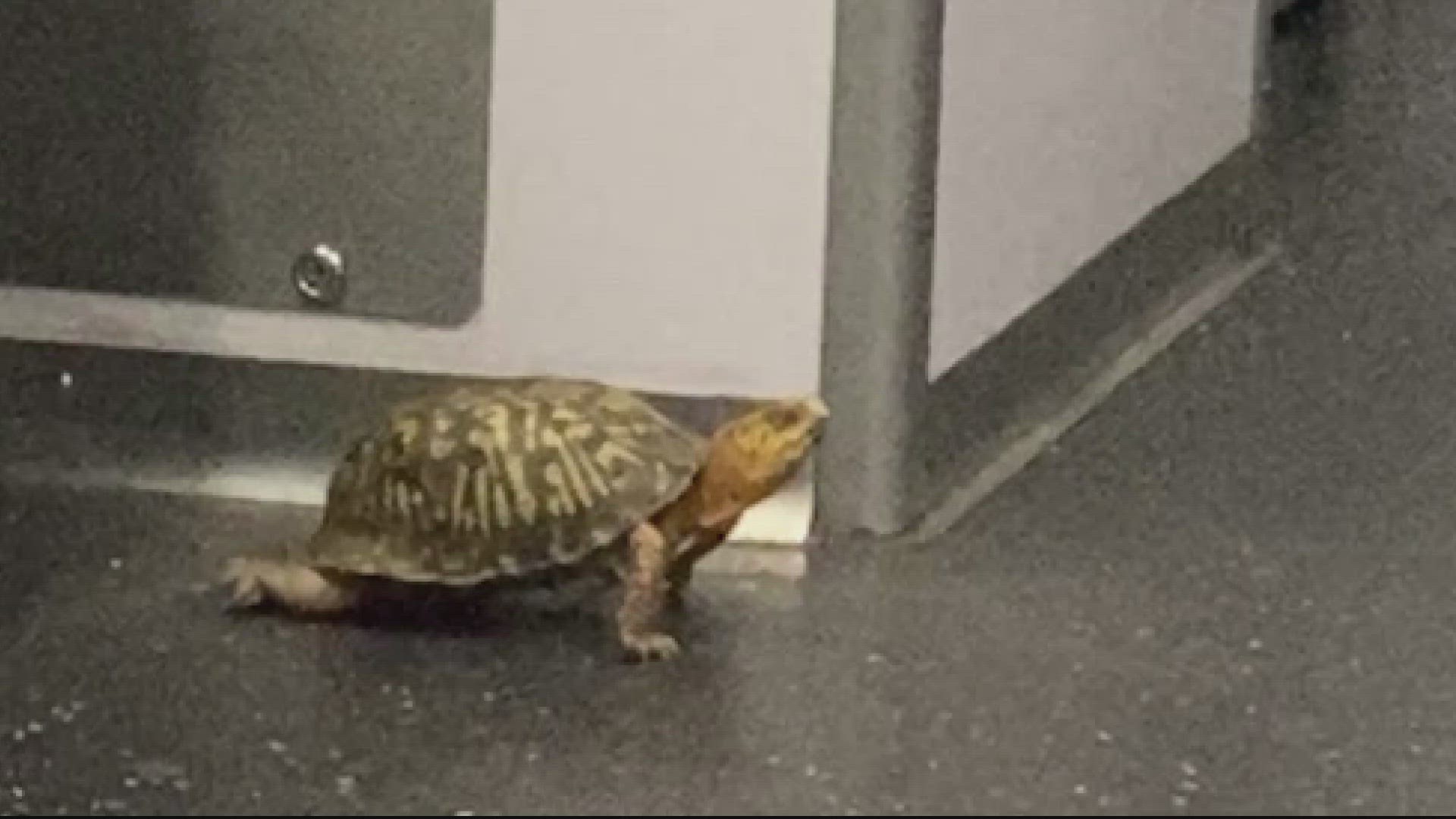 The turtle is now in the care of DC City Wildlife