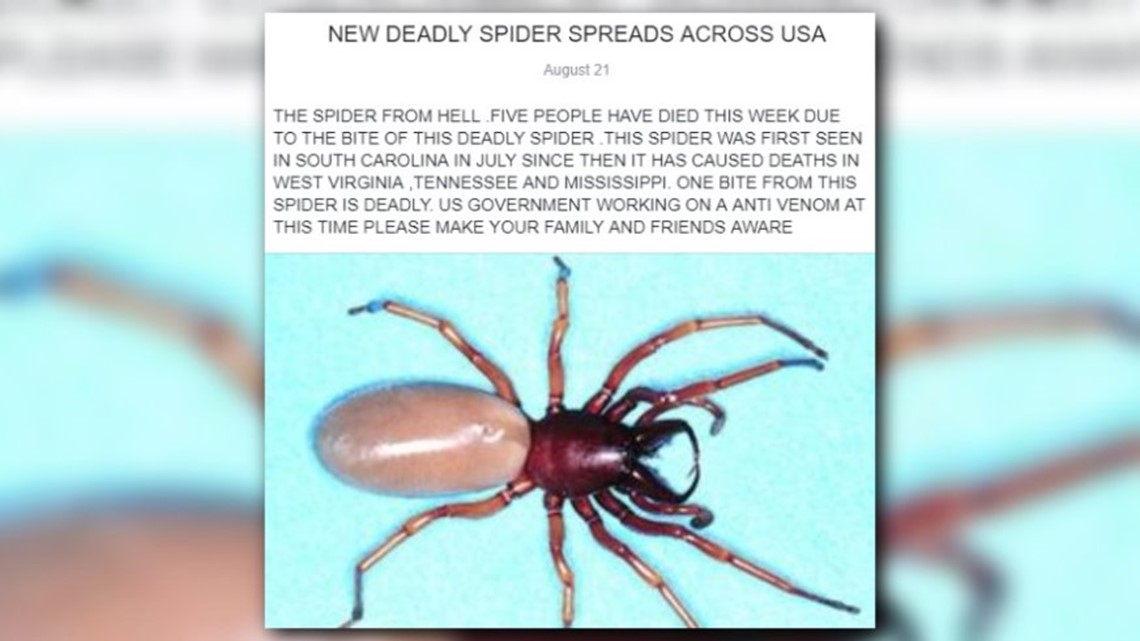 9 of the World's Deadliest Spiders