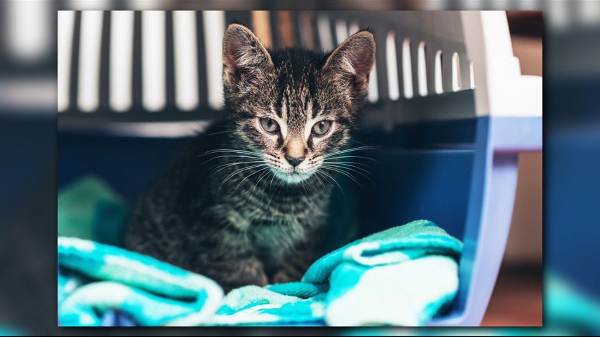 How to plan for a hurricane with your pet | wusa9.com