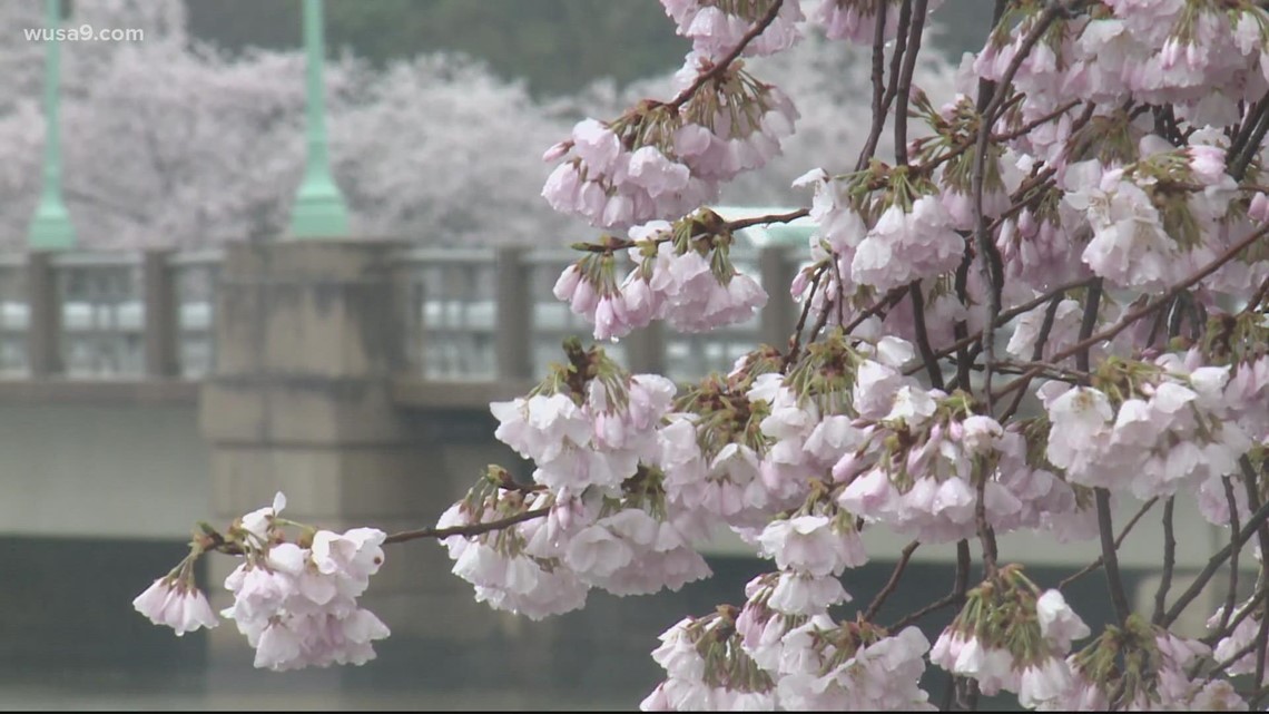 NPS Predicts Peak Bloom for D.C. Cherry Blossoms in 2023 - AFAR