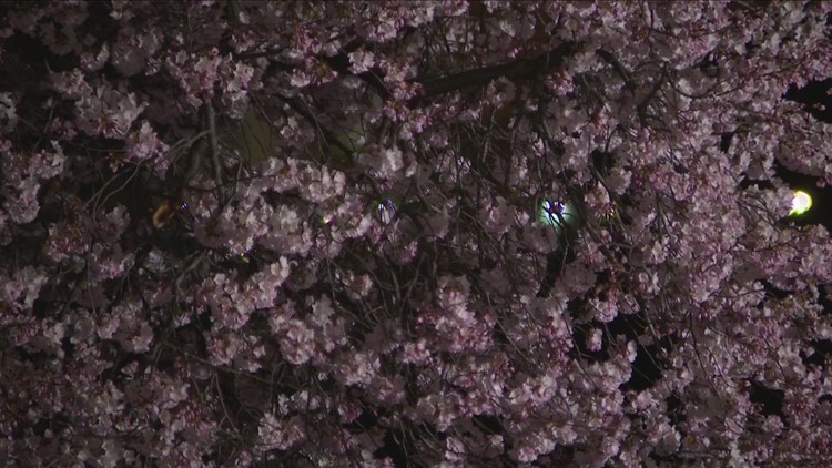 Cherry Blossoms Watch - When will we see peak bloom?