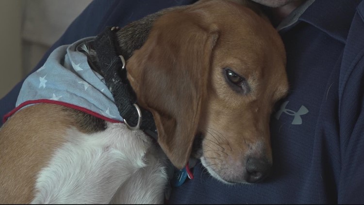 Neglected beagles now in foster homes in the D.C. area