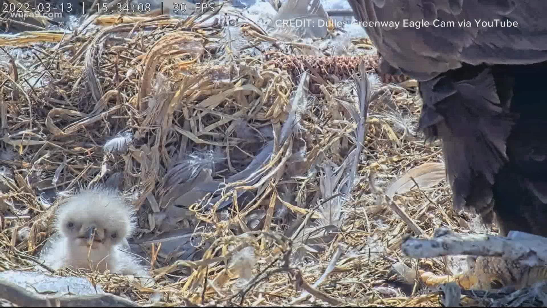 The first of Rosa and Martin's eggs hatched on Sunday!