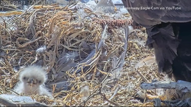Help name the Dulles Greenway eaglet