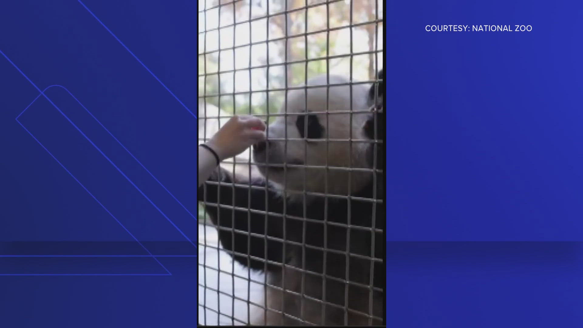 The animal experts at the National Zoo have proven themselves to be panda whisperers. Hear what Qing Bao and Bao Li sound like! 