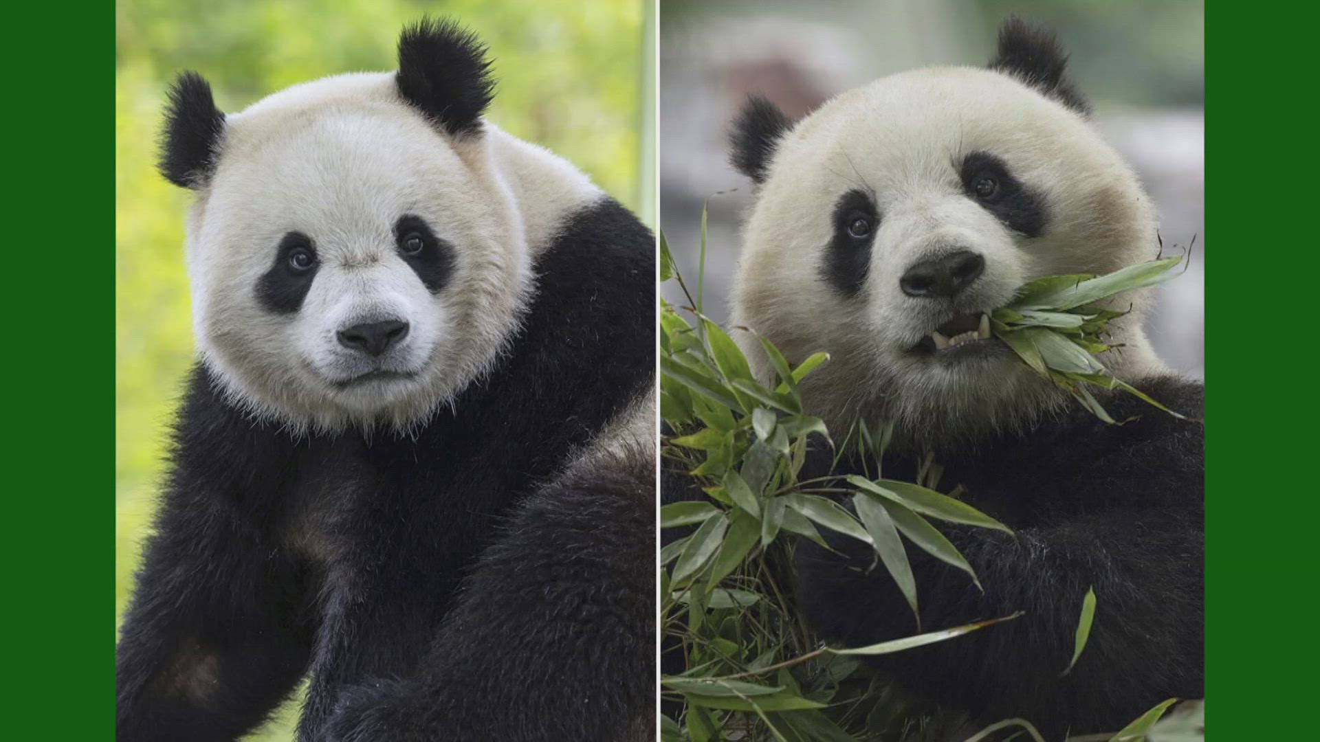 In 2023 the pandas were sent back to China, now the Panda Diplomacy Program is back in DC.