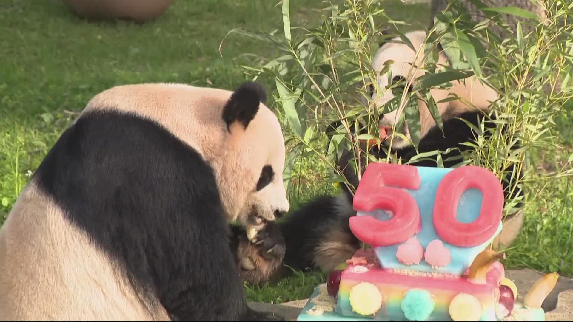 First Lady Patricia Nixon helped bring pandas to Washington DC on April 16, 1972. In honor of the anniversary, the adorable pandas ate some cake and it is too cute.