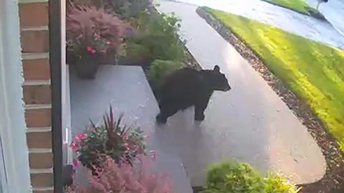 Black bear wanders through neighborhoods in Olney, Maryland