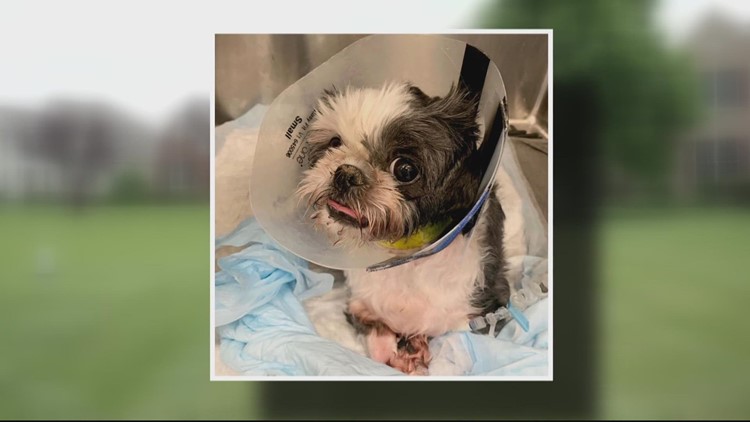Son, father charged in Loudoun after dog found with broken bones
