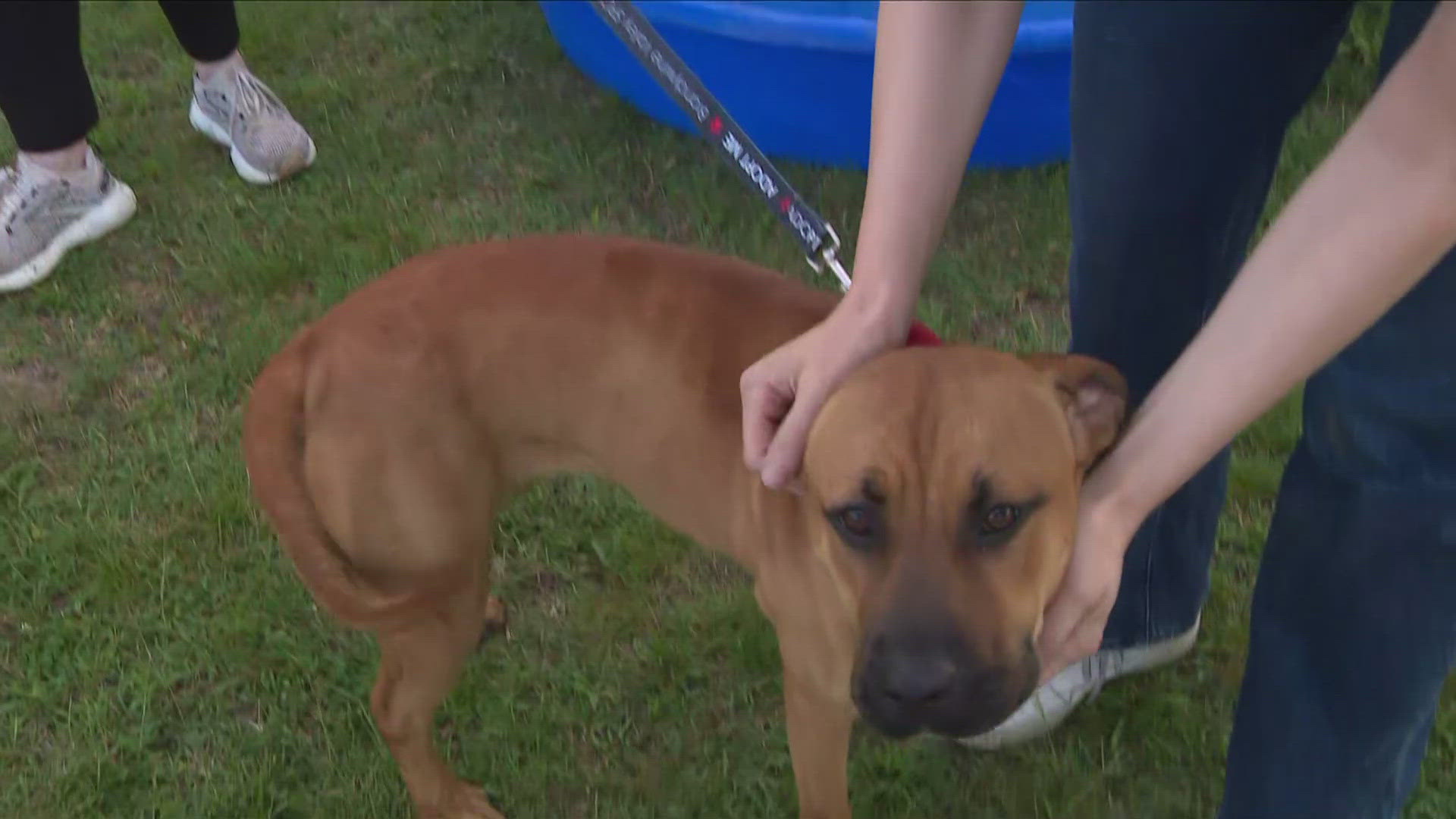 Here's how to keep your four-legged friends cool