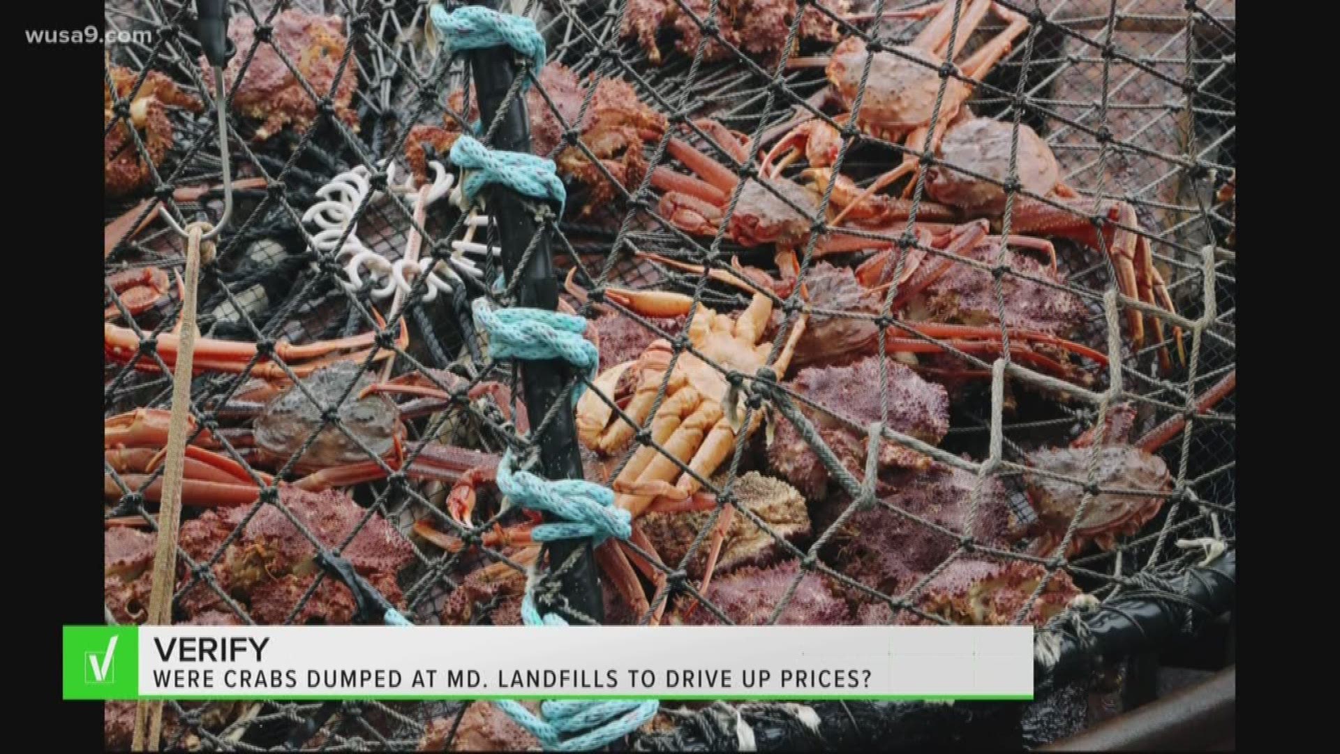 A viewer heard crabs were being dumped to keep prices higher, as the peak crab season is coming to a close, the Verify team got cracking on this one.