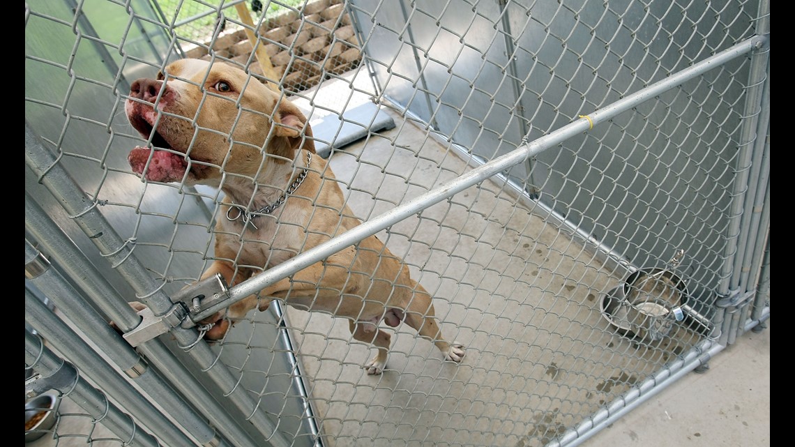 Are pit bulls a dangerous breed? | wusa9.com