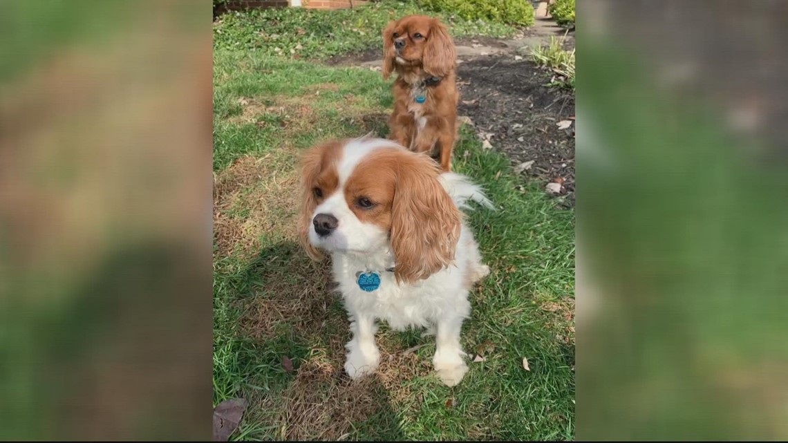Today is 'National Love Your Pet Day'