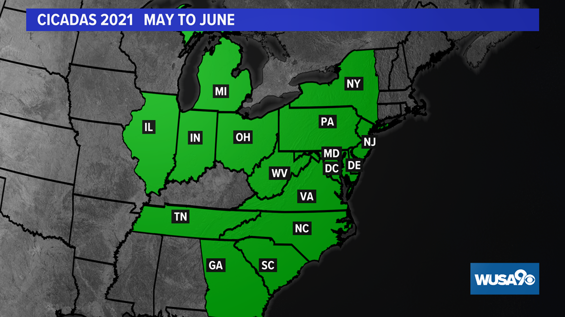 Brood X Cicada Guide Dmv Billions Of Cicadas Emerge Wusa9 Com