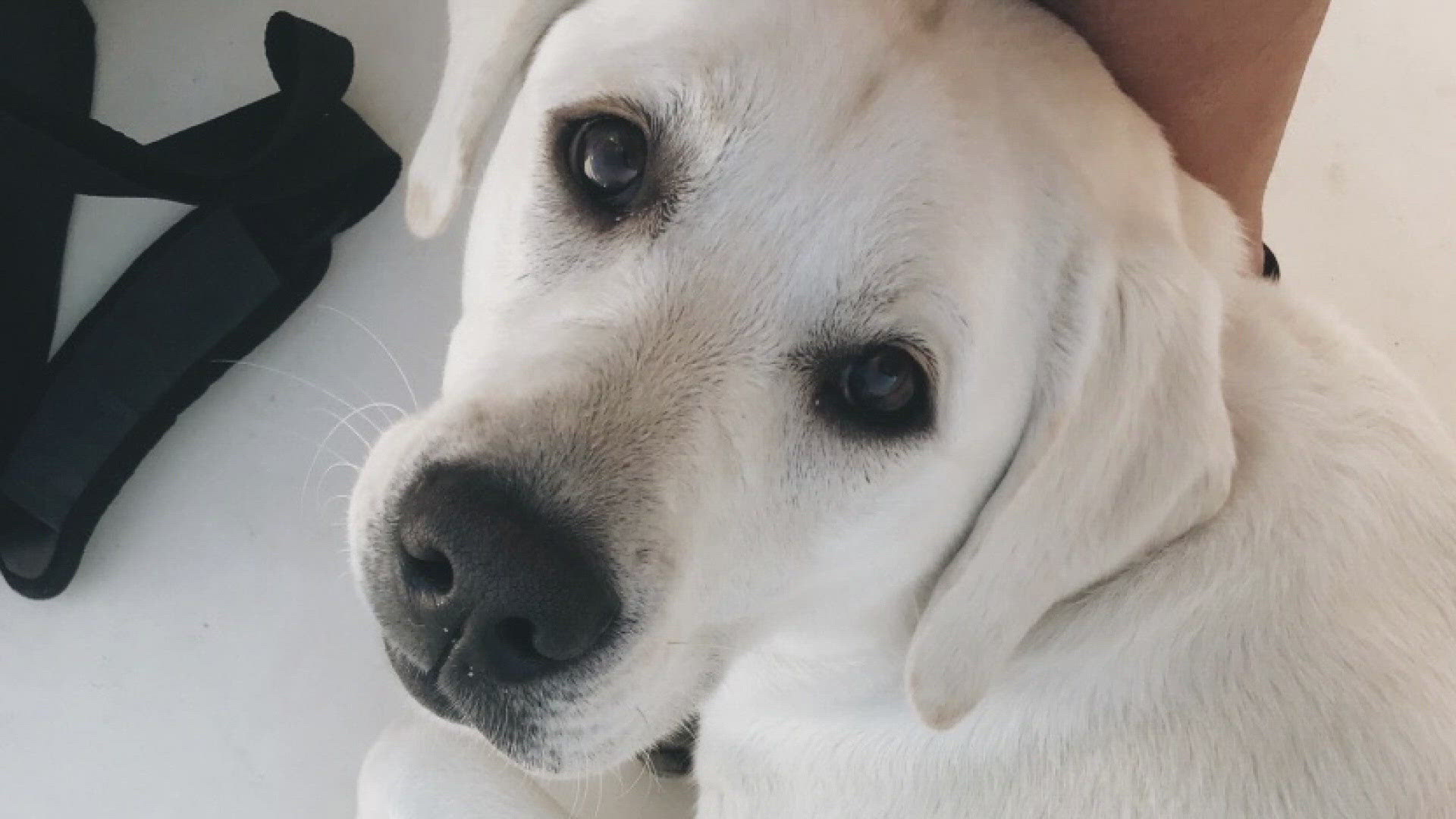 A family says they are heartbroken after their 5-year-old dog was reportedly electrocuted while walking in downtown D.C. Monday afternoon.