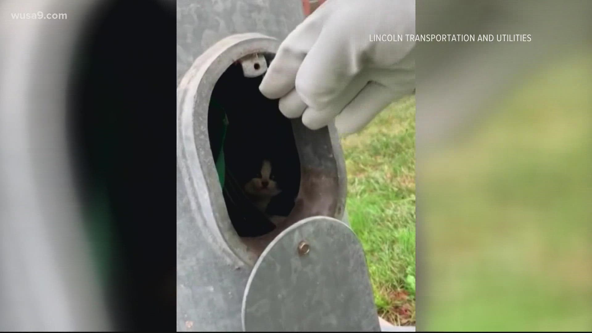 A kitten was rescued from light pole after members of the community heard his cries for help. Crews were able to safely get the kitten out and he is now safe.