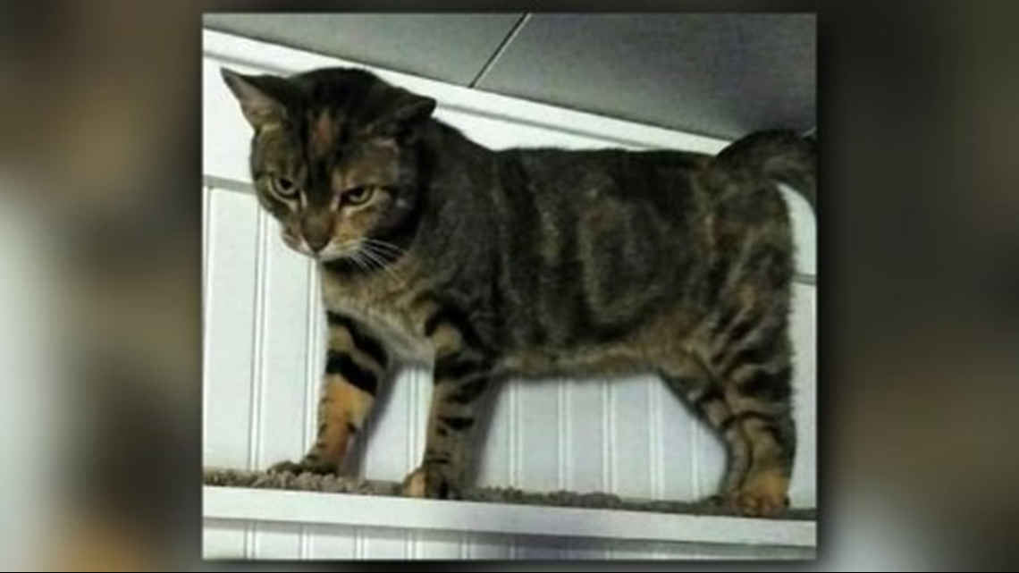 Missing cat returns home after 4 years | wusa9.com