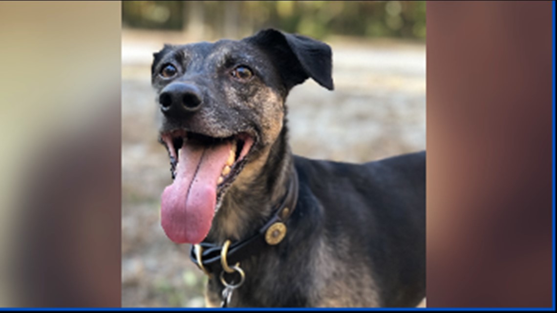 Family hires dog tracker to help search for missing Virginia dog
