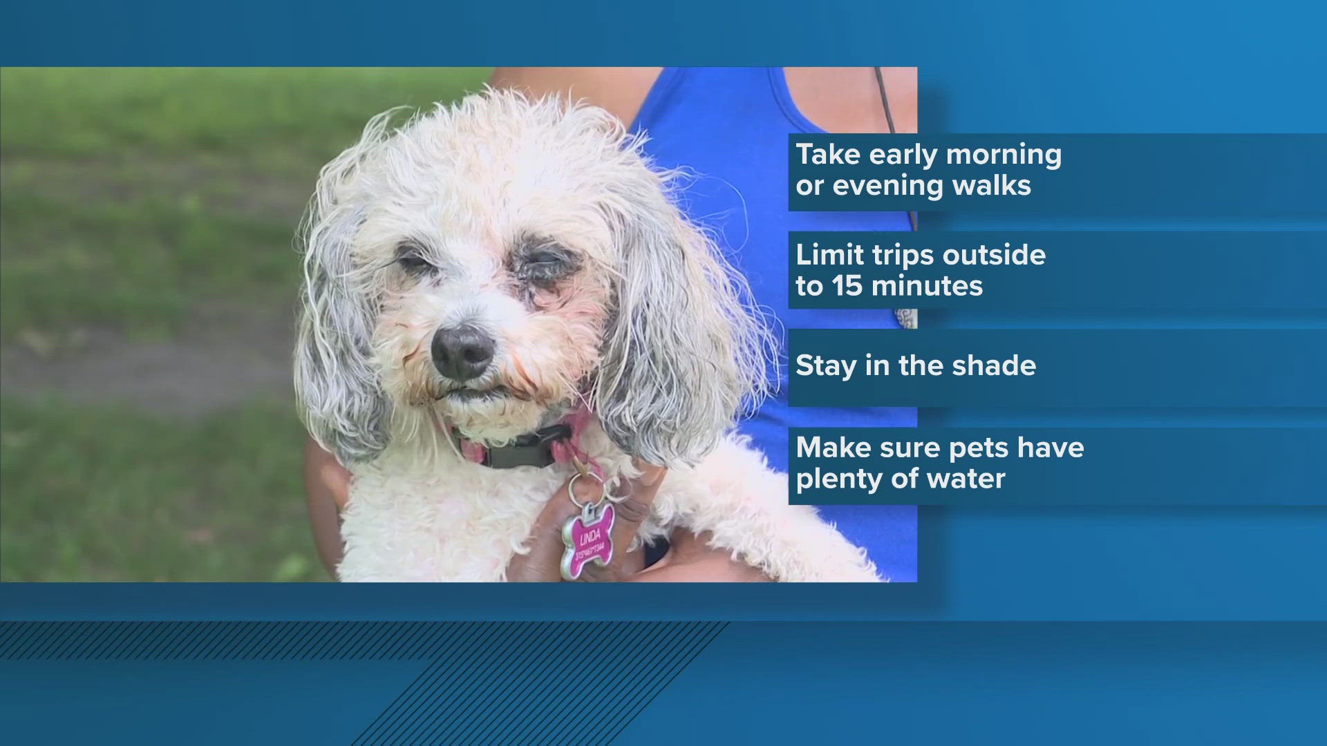 We often talk about how humans can stay safe during heat waves. But what about our furry friends?