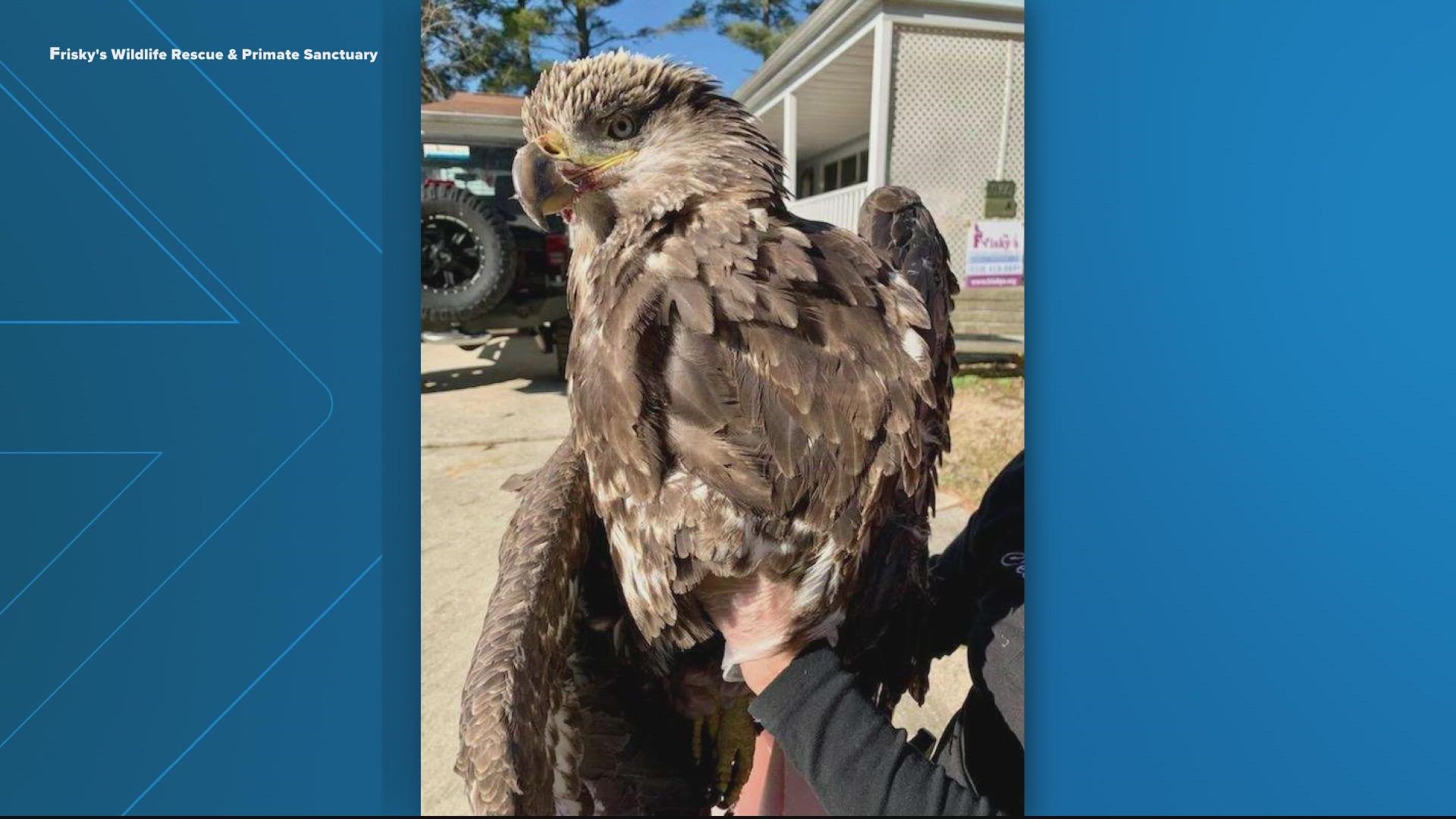 A spokesperson from Howard County tells WUSA9 that the bird was found after it was hit by a car.