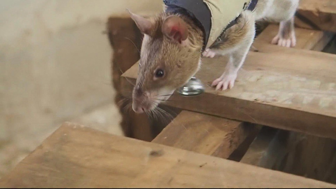 'Hero Rats' are trained to help rescue first responders in the rubble