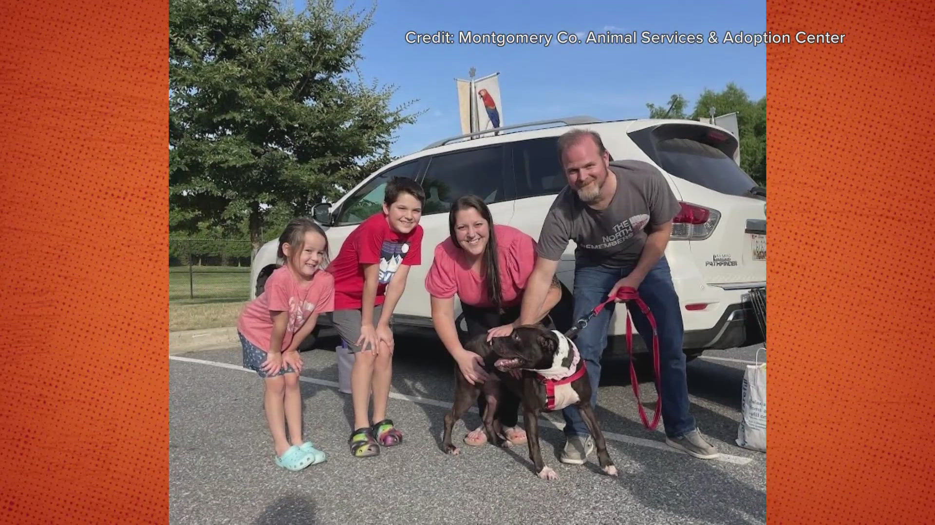 After almost a year and a half, this dog named Rihanna found her forever home.