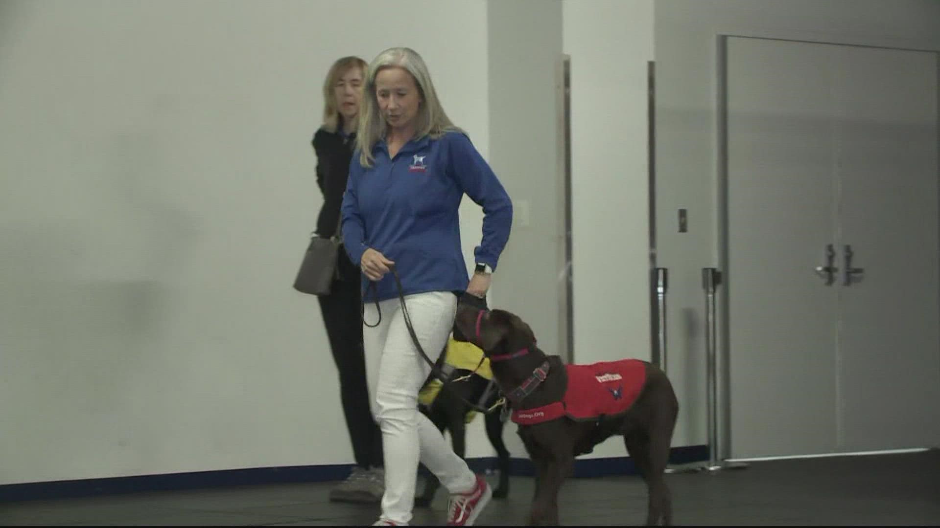 The puppies undergo training - including Washington Capitals' service dog Biscuit - in celebration of International Guide Dog Day.