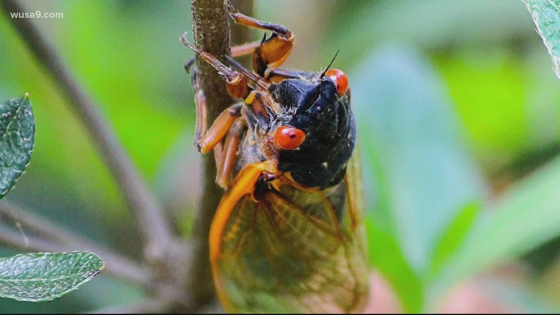 17 year cicada Maryland, Brood X cicadas 2021 map | wusa9.com