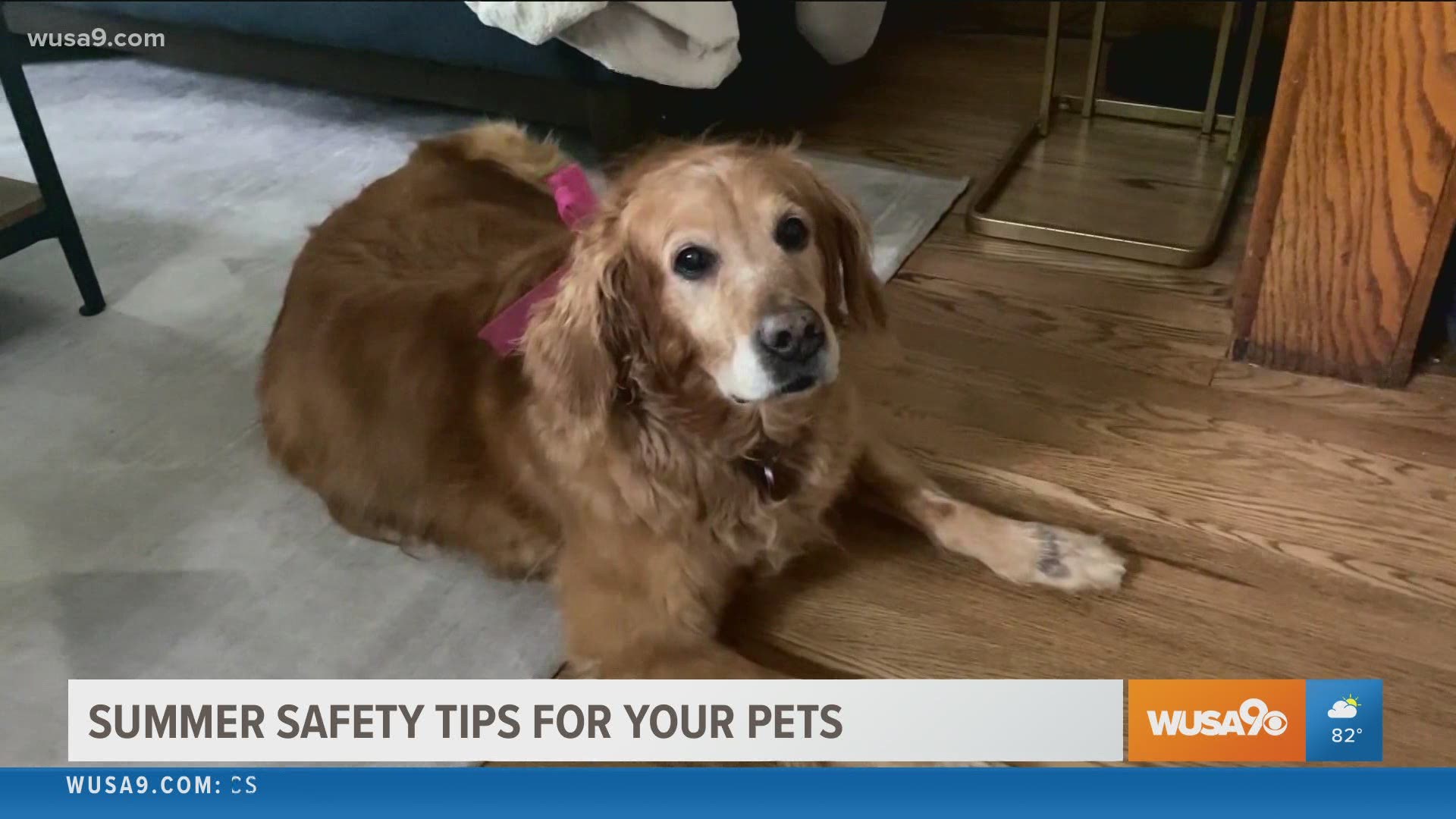 Dr. Robin Ganzert, President and CEO of American Humane shares tips on how to keep your pets safe during the summer heat.