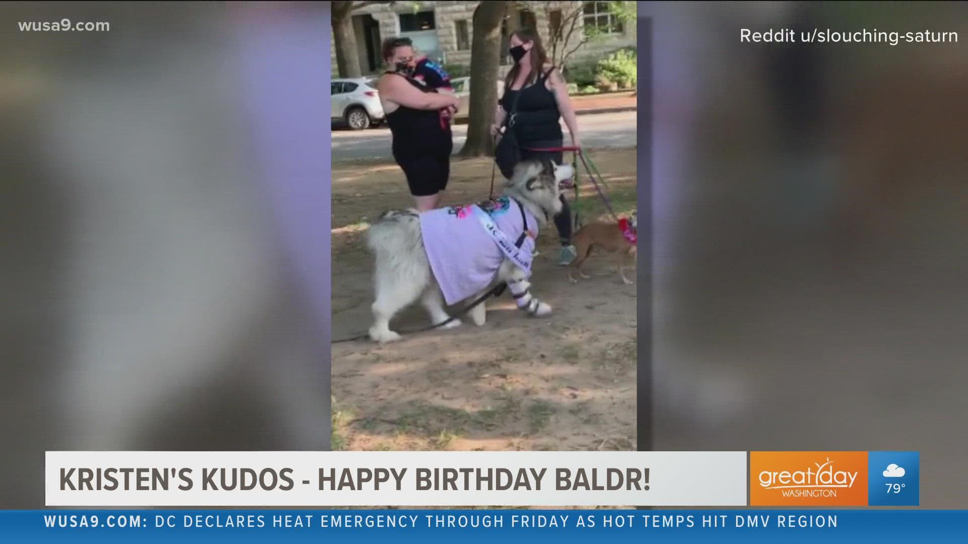 Happy Birthday Baldr Dc Dog Turns 101 And His Owner Throws Birthday Bash Wusa9 Com