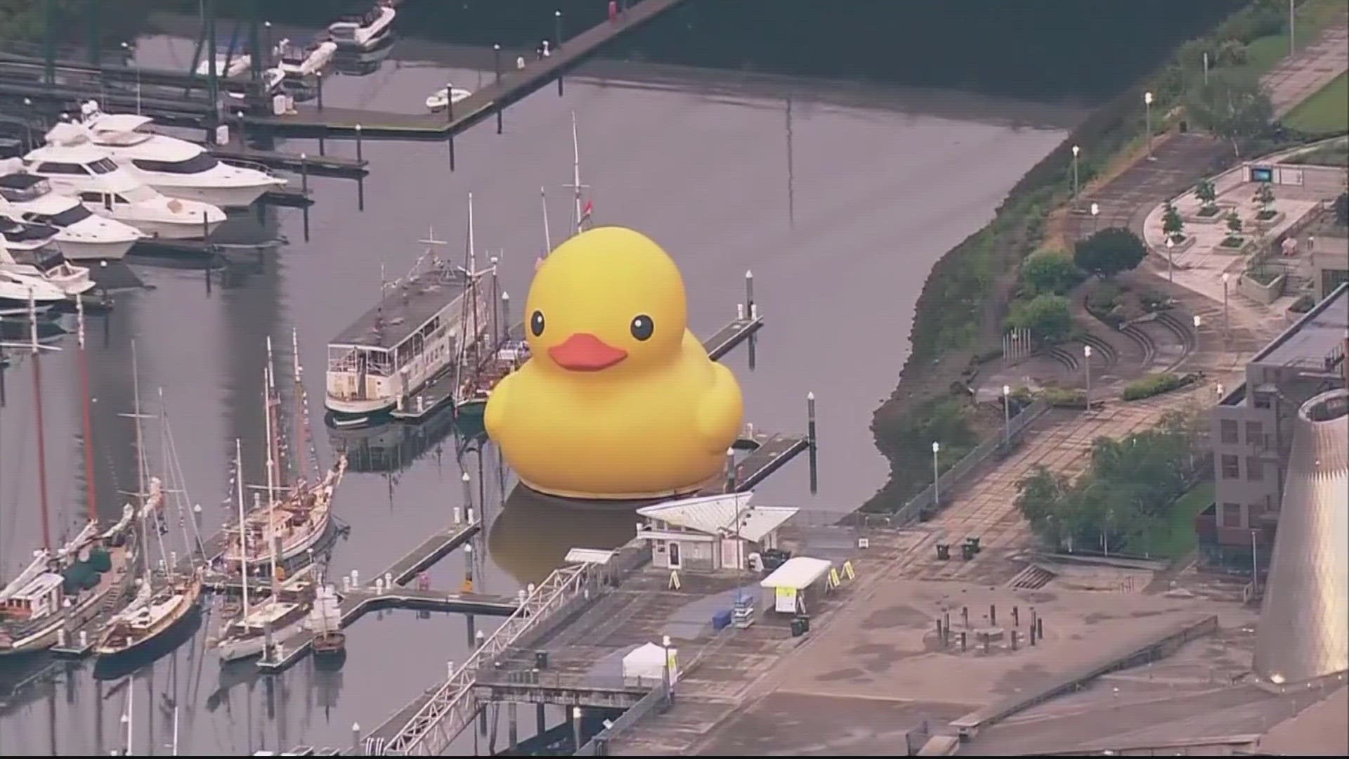 The world's largest rubber duck is coming to this Maryland town